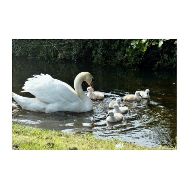 White Swan with Chicks Acrylic Print (Front)