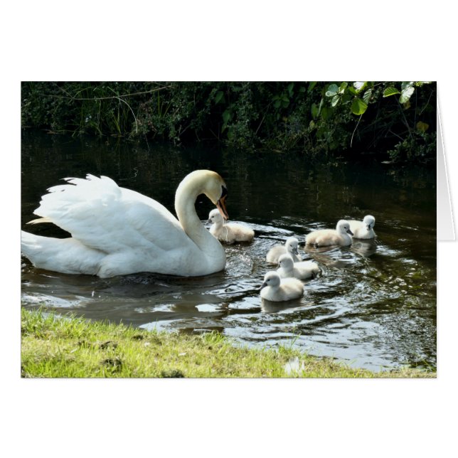 White Swan with Chicks Cards (Front Horizontal)