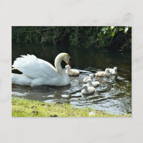 White Swan with Chicks Postcard
