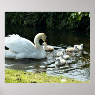 White Swan with Chicks Poster