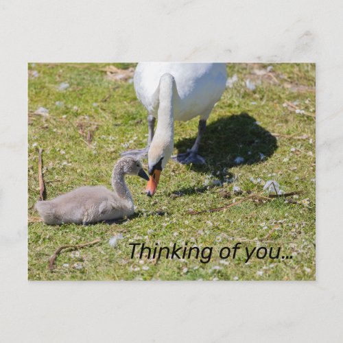 White Swan With Cygnet  Postcard
