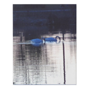 White Swans at Dusk Faux Wrapped Canvas Print