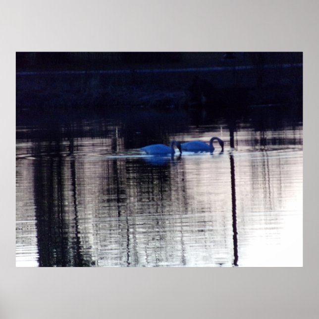 White Swans at Dusk Poster (Front)
