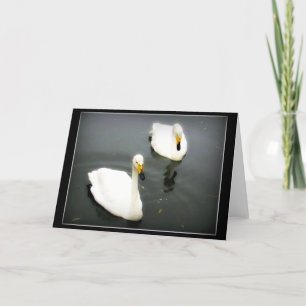 White Swans Black Water Card