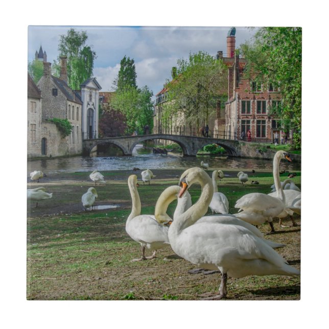 White swans in Bruges Ceramic Tile (Front)