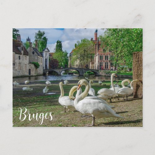 White swans in Bruges city center Postcard