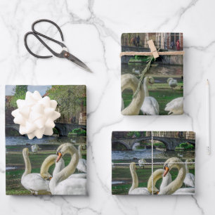 White swans in Bruges downtown Wrapping Paper Sheets