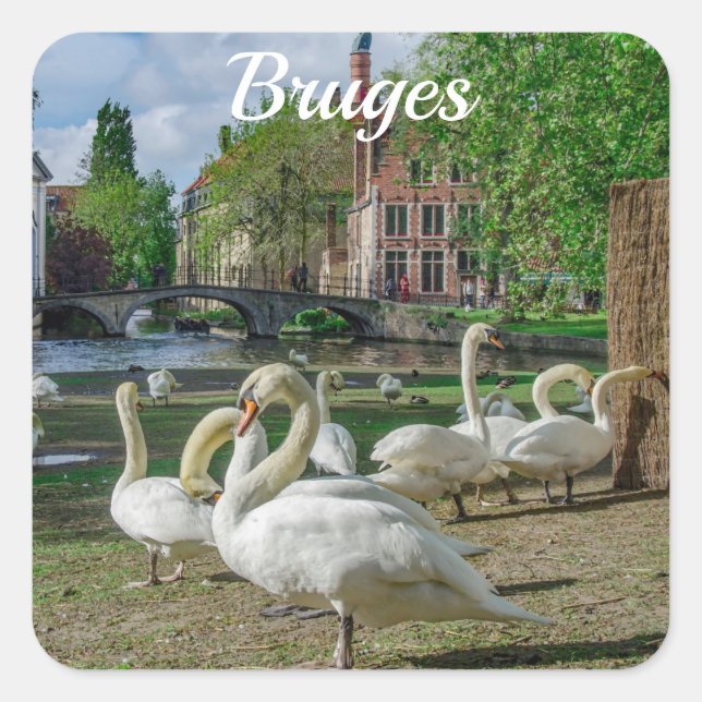 White swans in Bruges Square Sticker (Front)