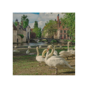 White swans in Bruges Wood Wall Art