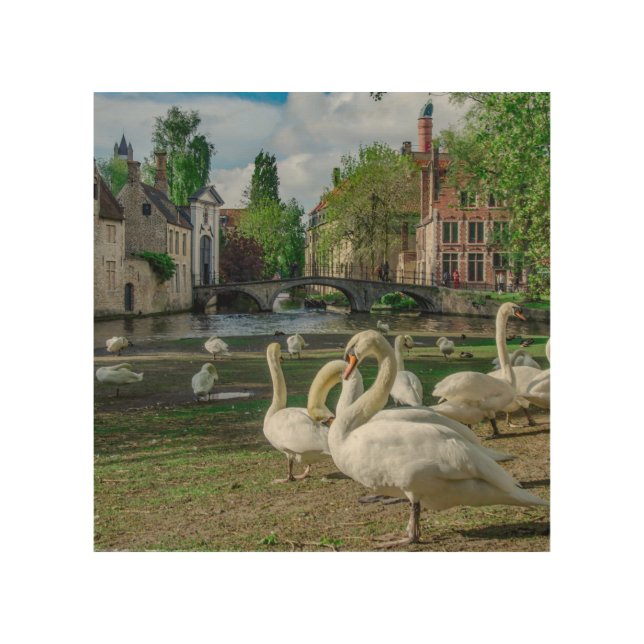 White swans in Bruges Wood Wall Art (Front)