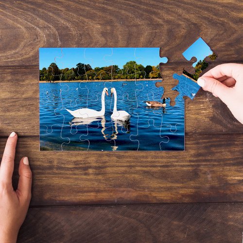White swans in Round Pond Kensington Gardens Jigsaw Puzzle