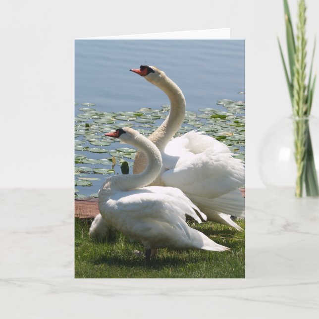 White Swans Note Card (Front)