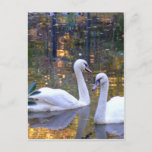 White Swans Post Card at Zazzle