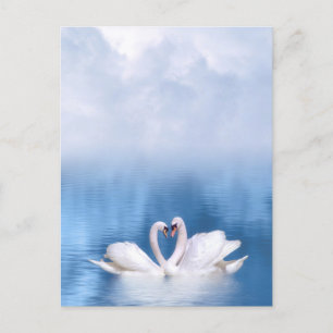 White Swans Postcard