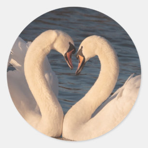 White Swans Roun Sticker