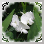 White Sweet Pea Poster Print