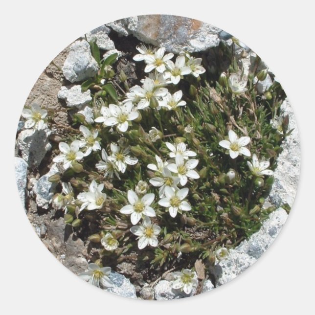 White Swiss Alpine Flowers sticker (Front)