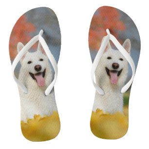 White Swiss Shepherd Dog Photo / Cute Furry Friend Flip Flops