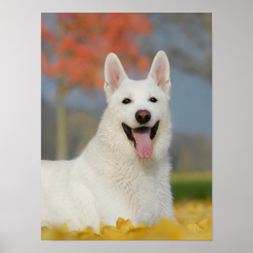 White Swiss Shepherd Dog Photo Cute Furry Friend Poster