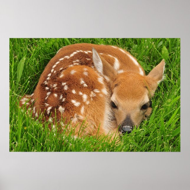 White Tail Baby Deer Poster (Front)