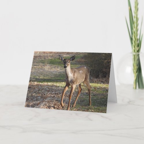 White Tail Deer blank Card