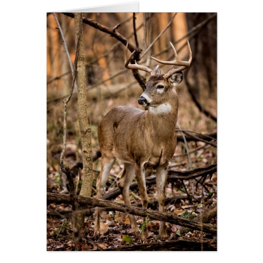 White Tail Deer Buck Cards (Front)