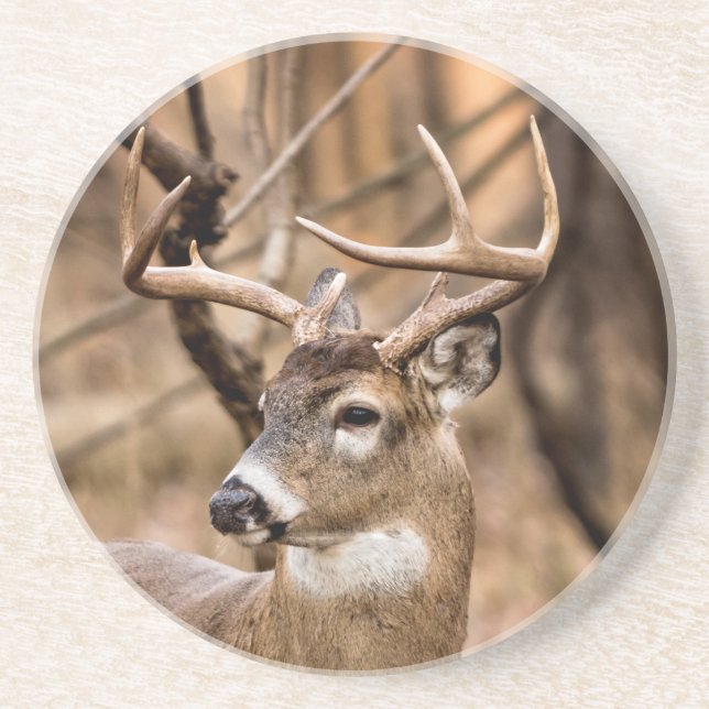 White Tail Deer Buck Drink Coaster (Front)