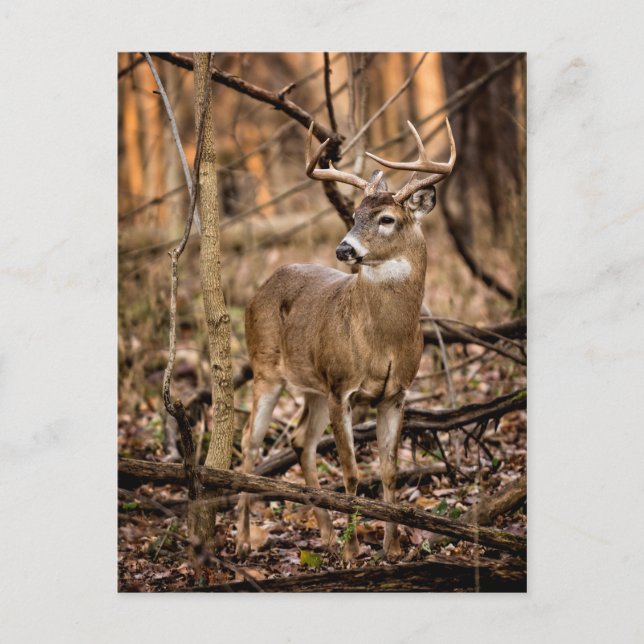 White Tail Deer Buck Postcard (Front)