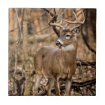 White Tail Deer Buck Tile at Zazzle