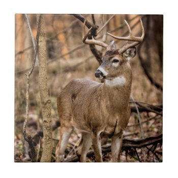 White Tail Deer Buck Tile by Lasting__Impressions at Zazzle