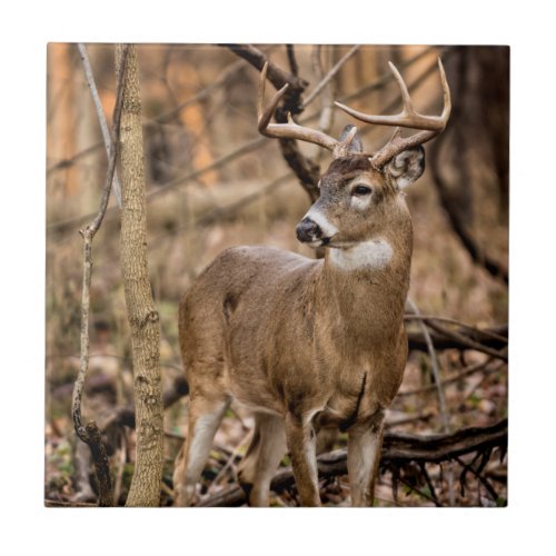 White Tail Deer Buck Tile