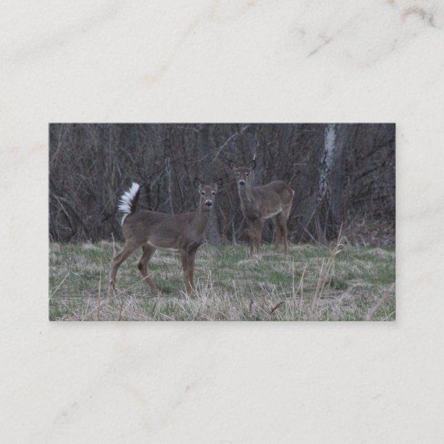 White Tail Deer Business Cards (Front)