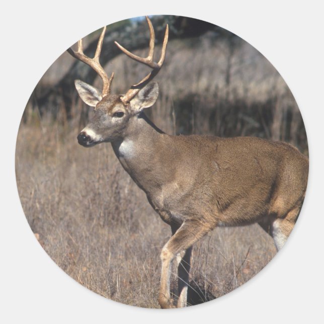 White Tail Deer Classic Round Sticker (Front)