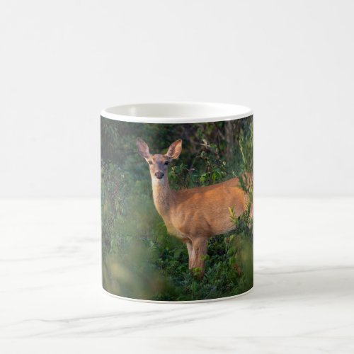 White Tail Deer  Coffee Mug