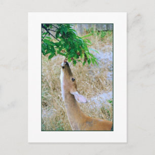 'White-Tail Deer Eating' Postcard