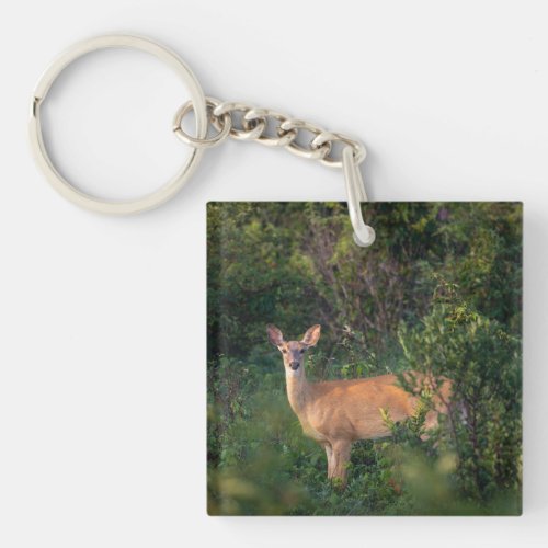 White Tail Deer   Keychain