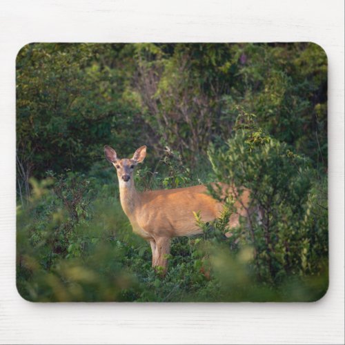 White Tail Deer  Mouse Pad