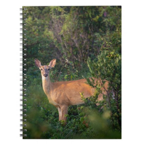 White Tail Deer  Notebook