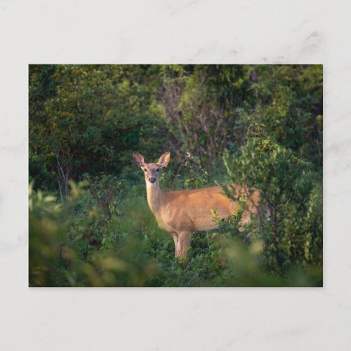 White Tail Deer   Postcard