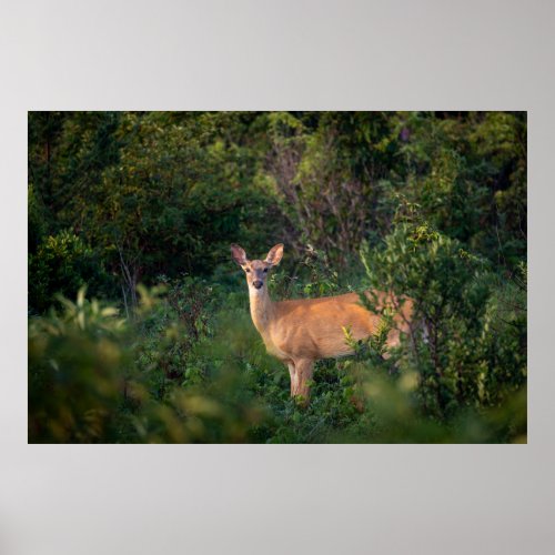 White Tail Deer  Poster