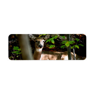 White Tail Doe Label