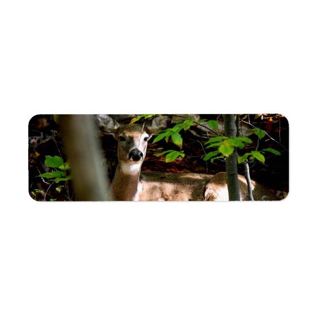 White Tail Doe Label (Front)