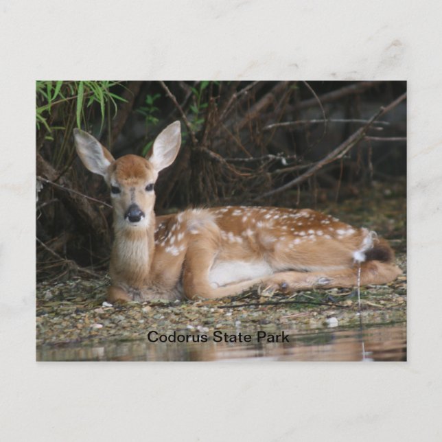 White Tail Fawn Postcard (Front)