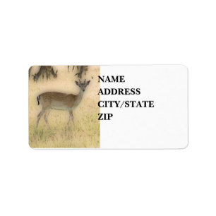 'White-tail Grazing' Label