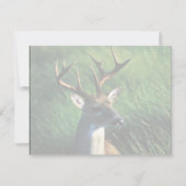 White-tailed Buck (Front)