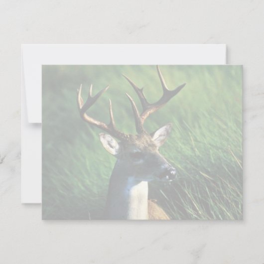 White-tailed Buck (Front)