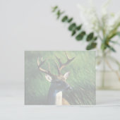 White-tailed Buck (Standing Front)