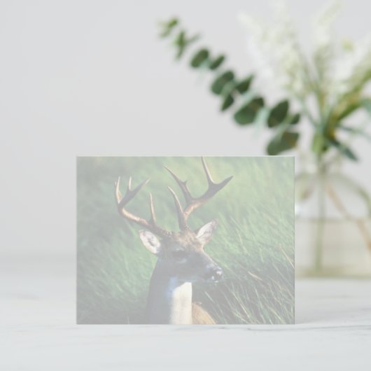 White-tailed Buck (Standing Front)