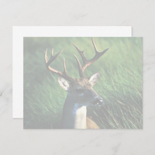 White-tailed Buck (Front/Back)