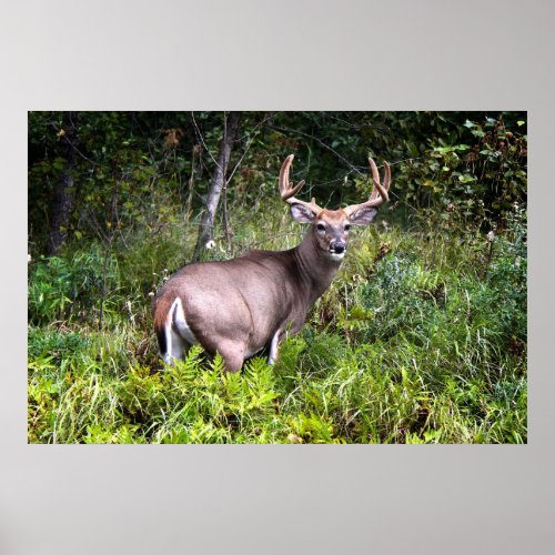 White_Tailed Buck Canvas Poster